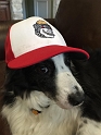Mav_ScrappersDog (4)